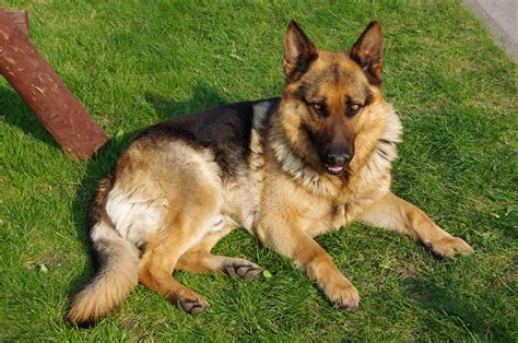 A german shepherd. Things To Know About A german shepherd. 
